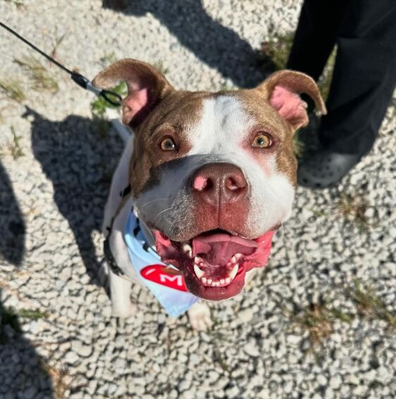 Preventive Health Care: A Comprehensive Guide image